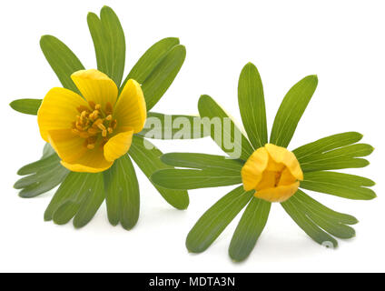Eranthis hyemalis over white background Stockfoto