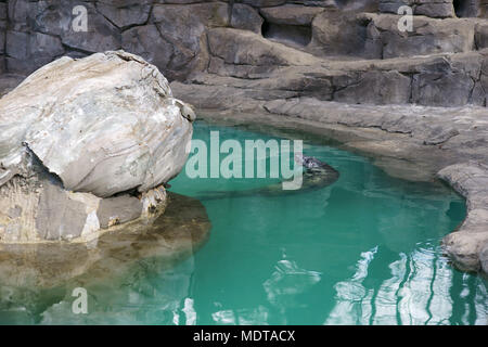 Mittelmeer-mönchsrobbe, Monachus monachus, Schwimmen im Pool der Zoo von Madrid, Spanien Stockfoto