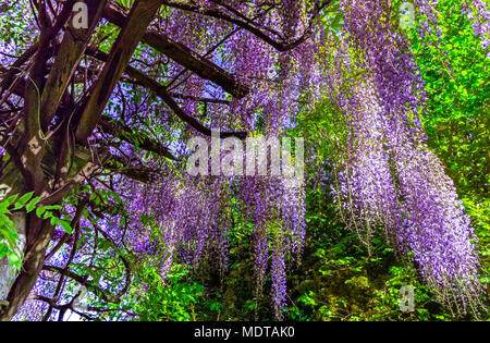 Klettern Wisteria floribonda japonica fluorished Pink an Golders Hill Park London Stockfoto