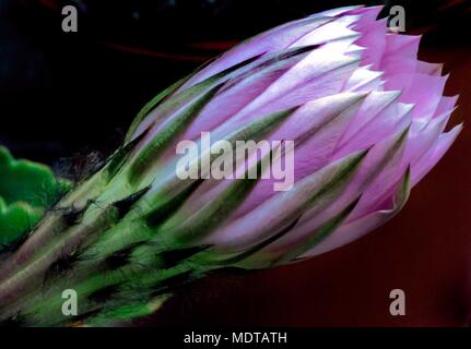 Nahaufnahme der echinopsis Sterne und Streifen rosa Blume Kakteen blühen im Garten Stockfoto