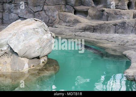 Mittelmeer-mönchsrobbe, Monachus monachus, Schwimmen im Pool der Zoo von Madrid, Spanien Stockfoto