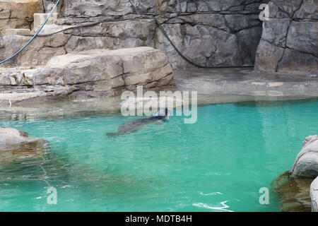 Mittelmeer-mönchsrobbe, Monachus monachus, Schwimmen im Pool der Zoo von Madrid, Spanien Stockfoto
