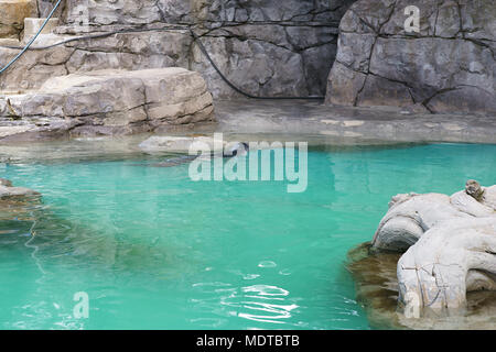 Mittelmeer-mönchsrobbe, Monachus monachus, Schwimmen im Pool der Zoo von Madrid, Spanien Stockfoto
