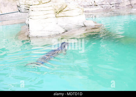 Mittelmeer-mönchsrobbe, Monachus monachus, Schwimmen im Pool der Zoo von Madrid, Spanien Stockfoto