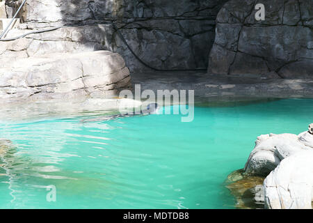 Mittelmeer-mönchsrobbe, Monachus monachus, Schwimmen im Pool der Zoo von Madrid, Spanien Stockfoto