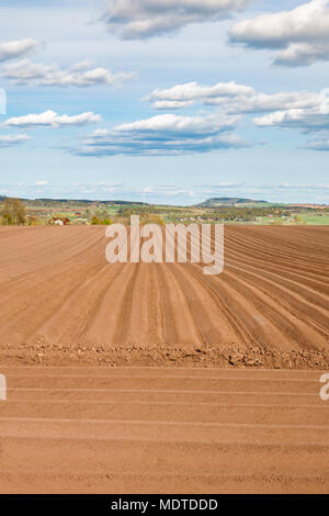Potato field in a rural spring landscape Stockfoto