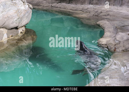 Mittelmeer-mönchsrobbe, Monachus monachus, Schwimmen im Pool der Zoo von Madrid, Spanien Stockfoto