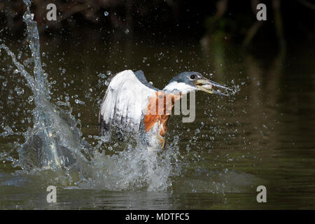 Aktion geschossen von Beringt Kingfisher (Megaceryle torquata), Tauchen mit gefangen Fisch, Brasilien, Pantanal Stockfoto