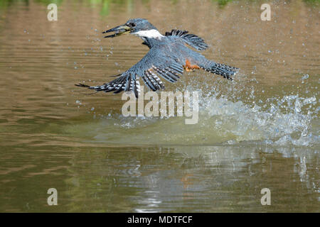 Beringt Kingfisher (Megaceryle torquata), Tauchen mit gefangen Fisch, Brasilien, Pantanal Stockfoto