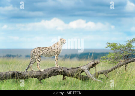 Gepard (Acinonix Jubatus) stehend auf umgestürzten Baum, Masai Mara National Reserve, Kenia Stockfoto