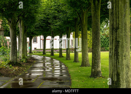 Blick entlang boxed Hainbuche, Carpinus betulus, Spaziergang, St Mary's Pleasance Garten, Haddington, East Lothian, Schottland, Großbritannien Stockfoto