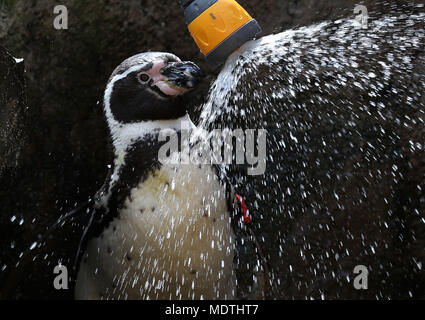 Forrest der Humboldt Pinguin genießt eine kalte Dusche in seinem Gehäuse am Blair Drummond Safari Park in der Nähe von Stirling mit steigender Temperatur. Stockfoto