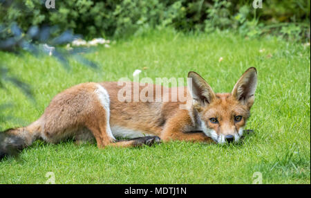 Nahaufnahme eines städtischen Rotfuchses (Vulpes vulpes), der auf Gartengras im Londoner Garten liegt Stockfoto