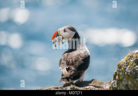 Nahaufnahme eines einsamen Atlantischen Paffins, Fratercula Arctica, mit Sandaalen im Schnabel, Isle of May, Schottland, Großbritannien Stockfoto