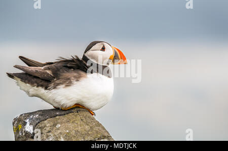 In der Nähe der einsamen Papageitaucher, Fratercula arctica, thront auf einer Klippe Rand im starken Wind, Insel, Erhabene, Schottland, Großbritannien Stockfoto