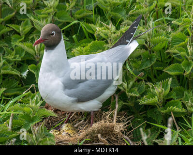 Schließen Sie die schwarze Leitung Gull, Chroicocephalus ridibundus, auf Nest mit drei gesprenkelten Eiern, Inner Farne, Farne Islands, Northumberland, England, Großbritannien Stockfoto