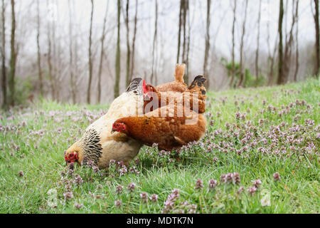 Freilandhaltung Bio-Hühner auf Nahrungssuche im Frühling. Extrem geringe Schärfentiefe mit selektiven Fokus auf Buff farbige Henne. Stockfoto