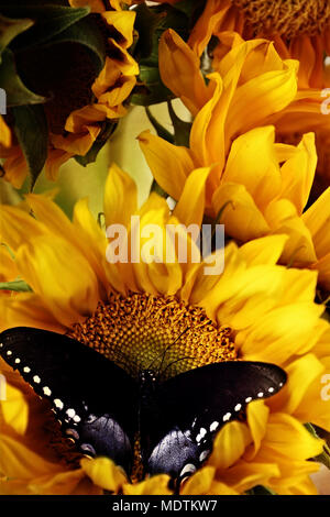 Schwefel Schmetterling Fütterung von schönen Sonnenblumen getrübt. Stockfoto