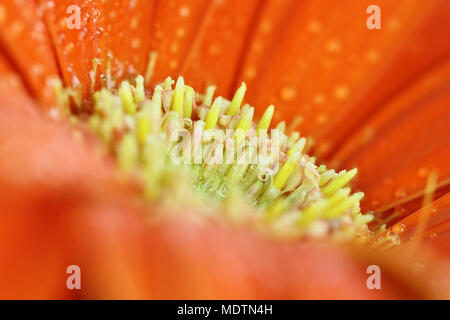 Zusammenfassung von Orange Gerber Daisy Makro mit Wassertropfen auf die Blütenblätter. Extrem flache Tiefenschärfe mit selektiven Fokus auf Center. Stockfoto