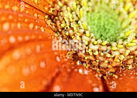 Orange Gerber Daisy Makro abstrakt mit Wassertropfen auf die Blütenblätter. Extrem geringe Tiefenschärfe. Stockfoto