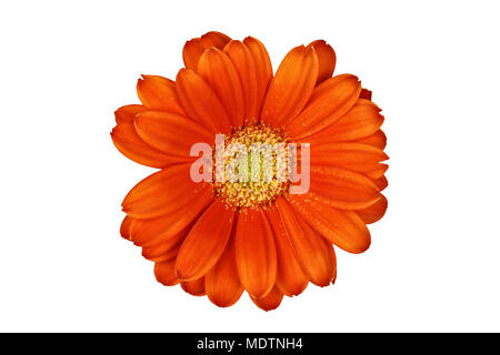 Isolierte Gerber Daisy Makro über Weiß mit Freistellungspfad enthalten. Stockfoto