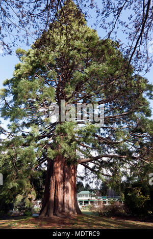 Ein riesiger mammutbaum in der Queentown Gardens, Queenstown, Südinsel, Neuseeland. Stockfoto