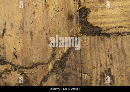 Drywood Termiten Arbeiter und Soldaten über Holz Stock gehen und Eingabe einer verstecken Tunnel. Weich und hellen Körper. Stockfoto