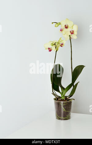 Eine Phalaenopsis Orchidee mit unterschiedlichen gelbe Blumen in einem transparenten Übertopf, auf einem weißen Tisch, vor einem weißen Hintergrund Stockfoto