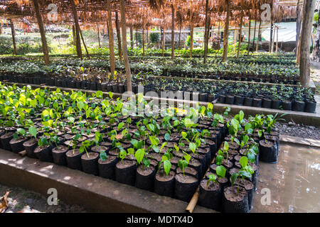 Garten mit grünen Pflanzen unter einem Vordach. Die Landwirtschaft in Indien. Garden Bed. Anbau von Obstbäumen, Blumen, Gemüse in Töpfen auf einem Bett Stockfoto