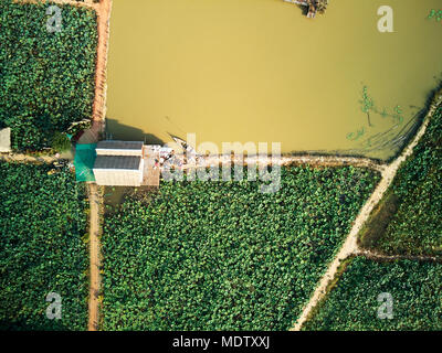 Antenne drone Ansicht TOPDOWN eines Lotus Bauernhof im ländlichen Kambodscha Landschaft Stockfoto