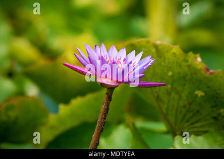 Lila oder Violett Lotus Blume im Teich. Lila Lilie Blume in künstlichen Teich. Stockfoto
