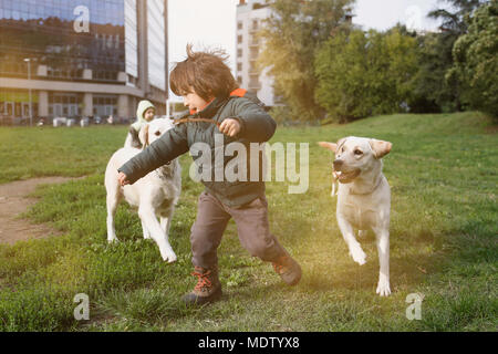 Wenig junge spielt mit seinen zwei Hunden auf dem Rasen im City Park. Stockfoto