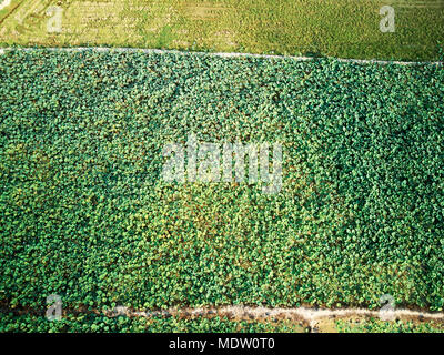 Antenne drone Ansicht TOPDOWN eines Lotus Bauernhof im ländlichen Kambodscha Landschaft Stockfoto