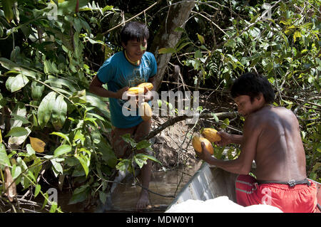 Yanomami Indianer Ernte Kakao auf dem Fluss Toototobi - toototobi Gemeinschaft Stockfoto