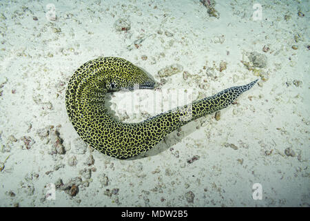 Honeycomb Muränen (Gymnothorax favagineus) schlucken Beute liegt auf dem Sand Stockfoto