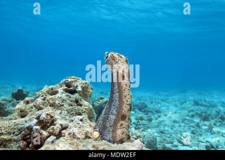 Die Seegurke (Graeffe Pearsonothuria graeffei) steht aufrecht auf einem Korallenriff Stockfoto