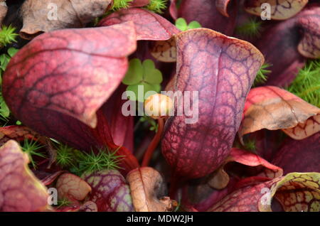 Karnivoren Pflanzen Botanischer Garten Glasgow Stockfoto