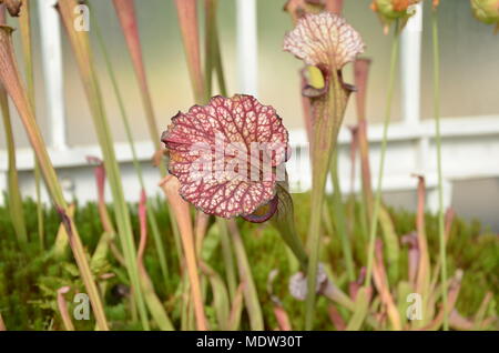 Karnivoren Pflanzen Botanischer Garten Glasgow Stockfoto