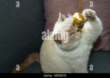 White Britisch Kurzhaar Katze versuchen, ein goldenes Spielzeug Maus zu fangen Stockfoto