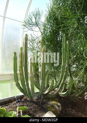 White Skulptur Botanic Gardens Glasgow Stockfoto