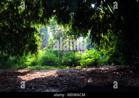 Bambus Wald ini Bandung. Stockfoto