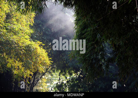 Bambus Wald ini Bandung. Stockfoto