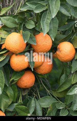 Orangen wachsen in verlassenen Obstgarten, Polis, Zypern Stockfoto