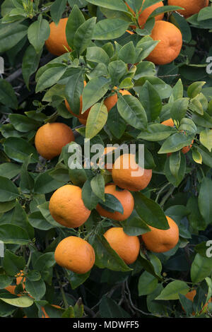 Orangen wachsen in verlassenen Obstgarten, Polis, Zypern Stockfoto