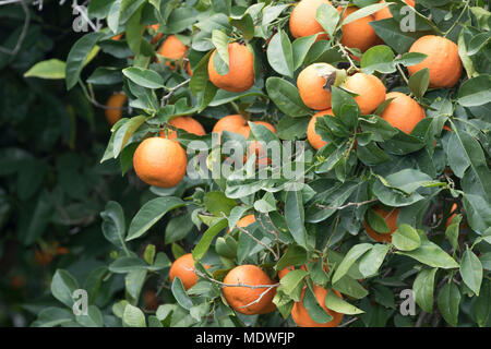 Orangen wachsen in verlassenen Obstgarten, Polis, Zypern Stockfoto