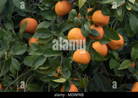 Orangen wachsen in verlassenen Obstgarten, Polis, Zypern Stockfoto