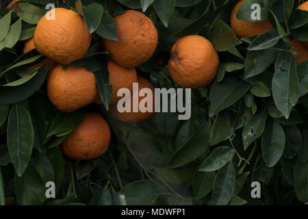 Orangen wachsen in verlassenen Obstgarten, Polis, Zypern Stockfoto