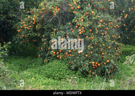 Orangen wachsen in verlassenen Obstgarten, Polis, Zypern Stockfoto