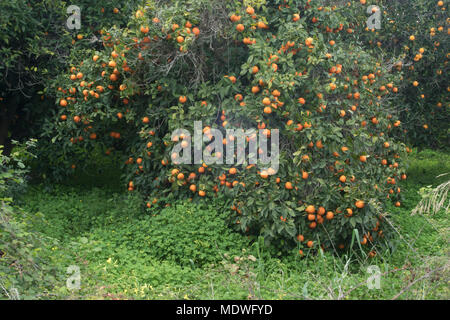 Orangen wachsen in verlassenen Obstgarten, Polis, Zypern Stockfoto