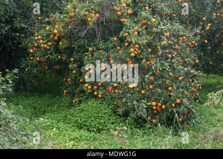 Orangen wachsen in verlassenen Obstgarten, Polis, Zypern Stockfoto